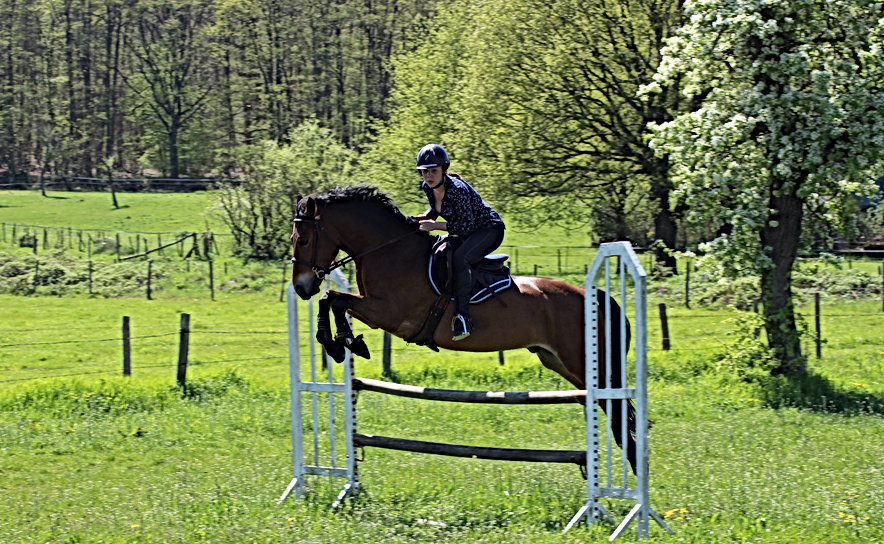 Les Petites Écuries 78 chevaux et poney enseignement pension balade loisir competition vente