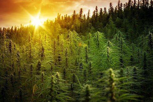 Hemp-Field-shutterstock_1155267112_edited.jpg
