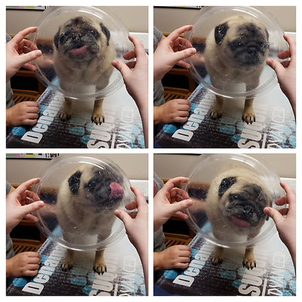 20180926_123225-COLLAGE.jpg