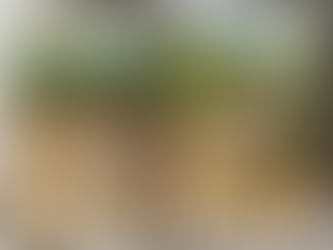 Kinabatangan river, Elephant crossing, Borneo