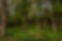 Panorama Natural Burial Panorama Farms Earlysville VA.jpg