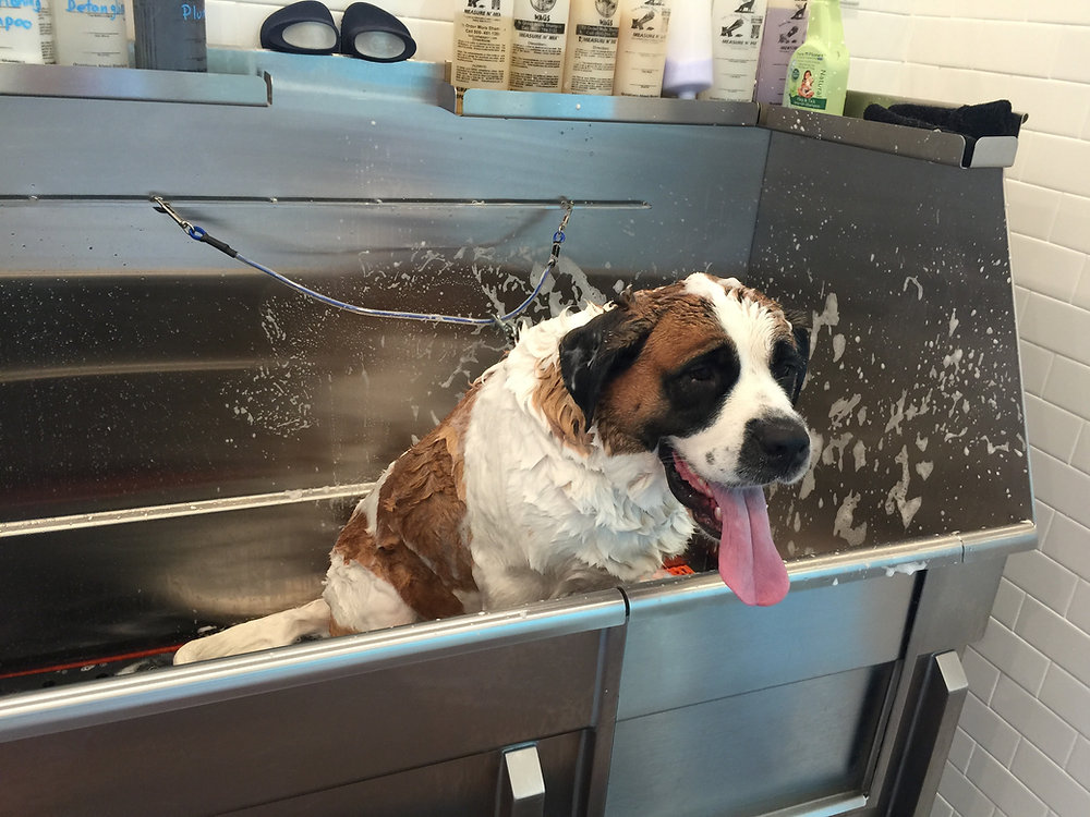 How often should you groom your dog?