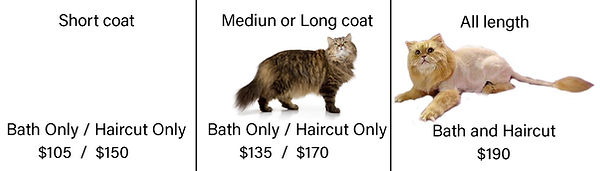 Salon Cat Coat price 2025 copy.jpg