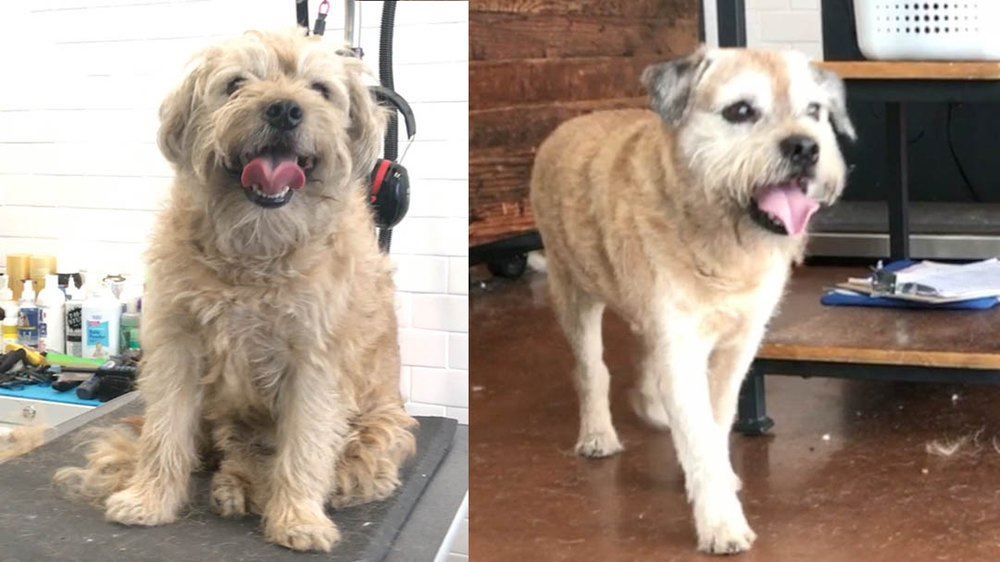 What is hand stripping? Does my dog need it? When should I start? What is hand stripping? Does my dog need it? When should I start?