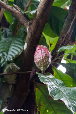 Martinique_0604.jpg
