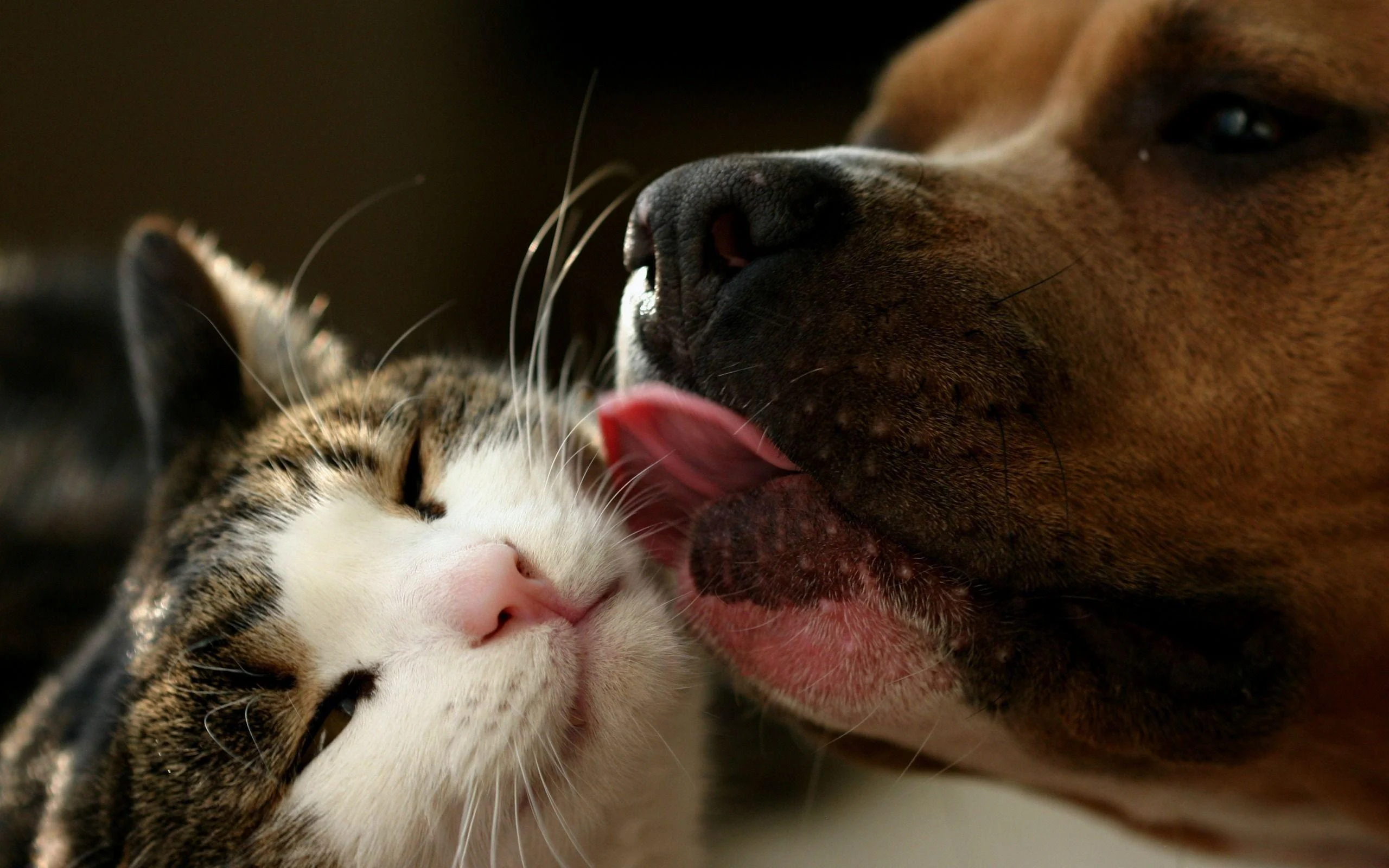 cat&dog.webp