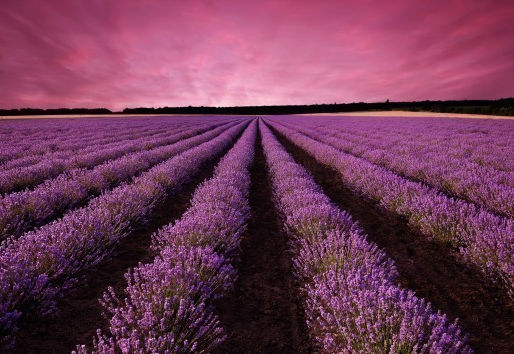 LAVENDEL TIL FRYKT OG ANGST
