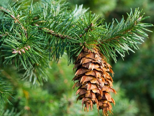 DOUGLAS FIR TIL YOGA