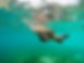 Tortue marine observée en snorkeling dans les eaux cristallines de Martinique