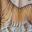 Thumbnail: Huge Indian Tiger wall hangings