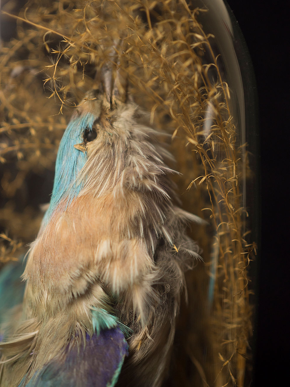 Thumbnail: Pair of Exotic Victorian Taxidermy Birds