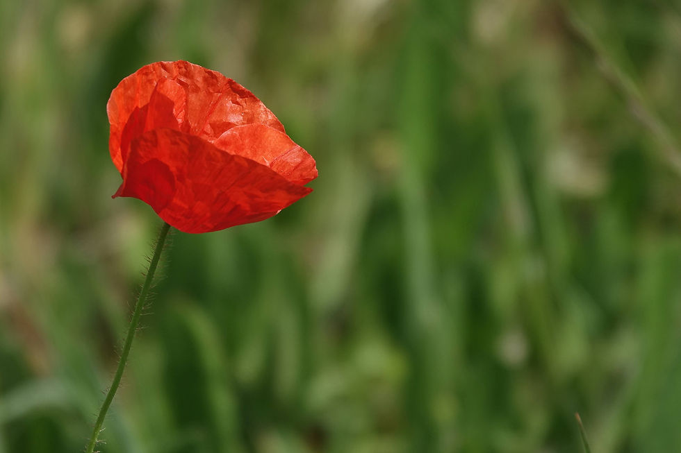 Common Poppy