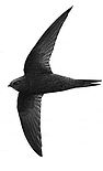 Help our swifts logo (1).jpg