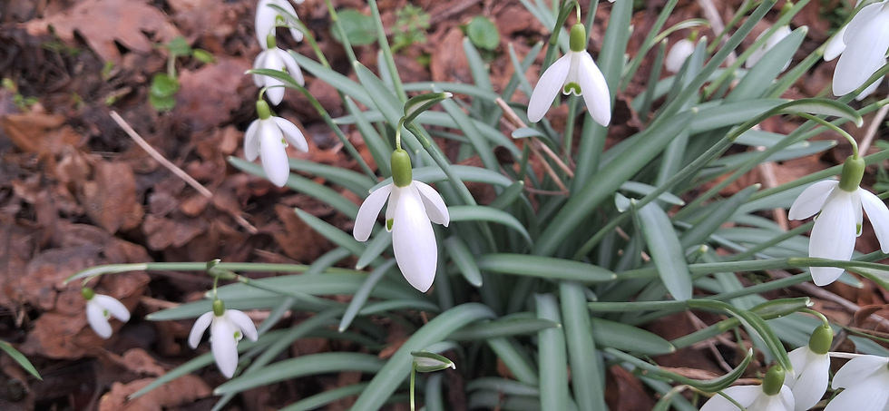 Snowdrops
