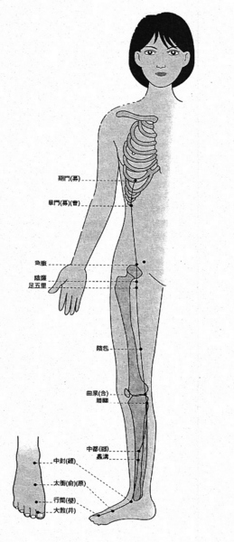 Liver Meridian 肝经