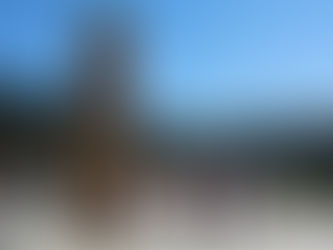 Programação tem visita virtual ao Zoo e live de adoção de pets