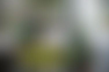 Calçadão da Rua XV ganha flores pela segurança e respeito no trânsito