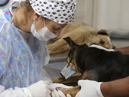 Agendamentos para castrações de cães e gatos começam na segunda
