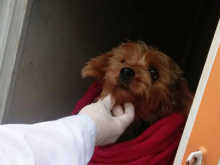 Rede de Proteção faz alerta para evitar abandono de animais