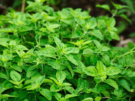 ORÉGANO - Origanum vulgare