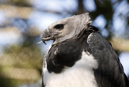 Zoo de Curitiba avança no trabalho de reprodução de harpias