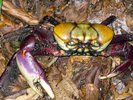 Captura de caranguejo é proibida até o dia 30 de novembro