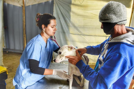 No Paraná, 15 mil animais domésticos serão castrados