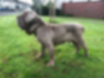 Neopolitan Mastiff