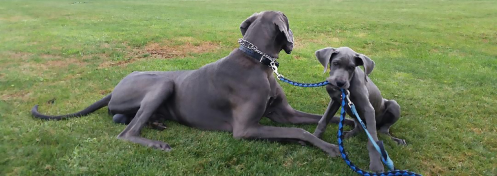 Barlow Rock Danes Great Dane Puppies for Sale in Southern Oregon
