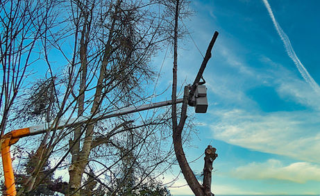 Tree Removal services monmouth oregon