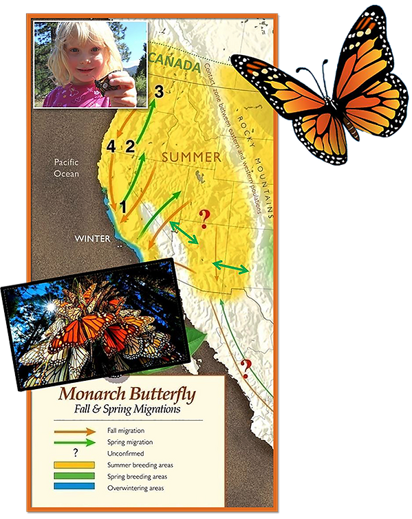 Fall & Spring Migrations md.png