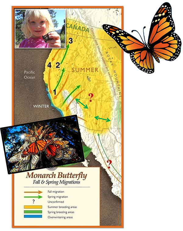 Fall & Spring Migrations md.png