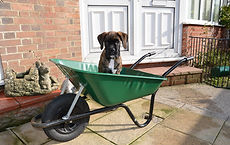 Boxer dog in a wheelbarrow
