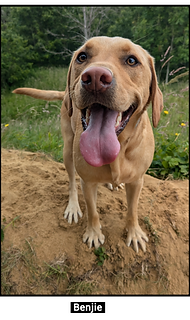Labrador at the sand dunes south wales