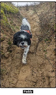 ShihTzu on a pack walk