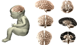 Fetal Brain - and Feto.png