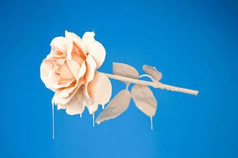 Painted Rose