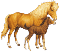 chevaux.gif