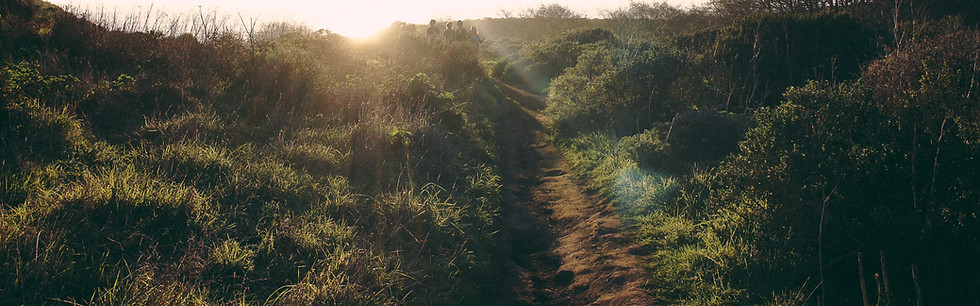 Sunlit Nature Path