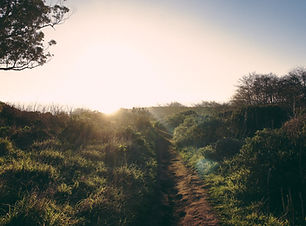 Sunlit Nature Path