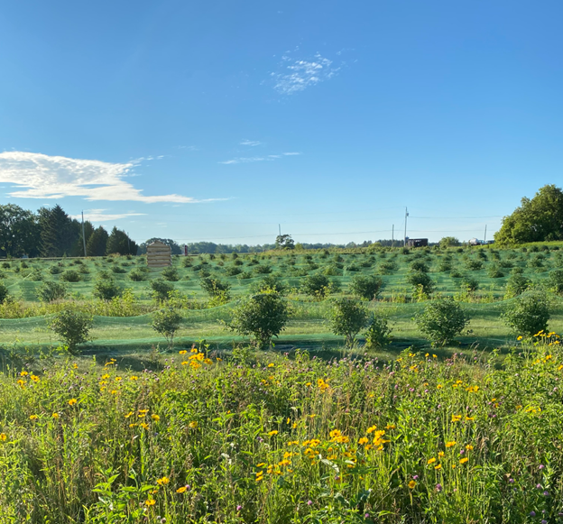 Wisconsin Agroforestry Farm Network Member Profile: Mark Villers, Homestead 36 Farms