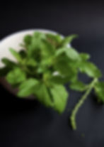 Holy basil, also known as tulsi