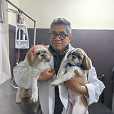 Alejandro perros.jpeg