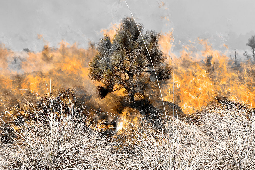 Iztaccíhuatl: Lecciones del fuego 