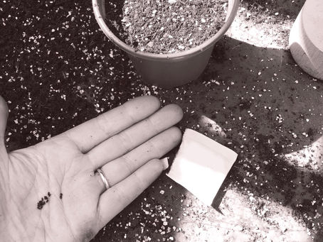 Sowing seeds of hope