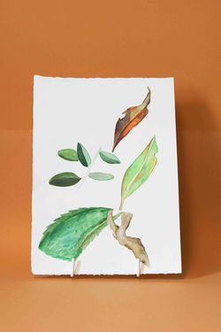 BotanicalWatercolourSem2-6