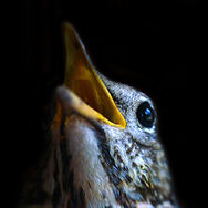 Portrait of mavis (song thrush, Turdus philomelos) on black background, close-up.jpg