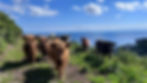 Highland cattle grazing by the sea Downderry Cornwall