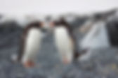 Couple of Penguins