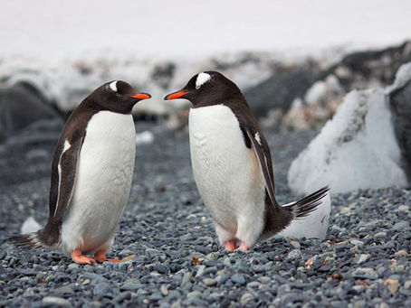 How You Can Be More Like a Penguin (And Why It’s Important)